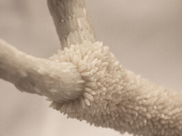 elle kannike, visual artist