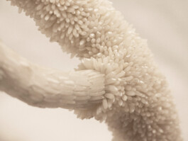 elle kannike, visual artist