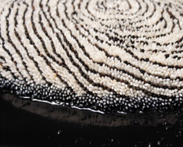 elle kannike, visual artist