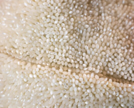 elle kannike, visual artist