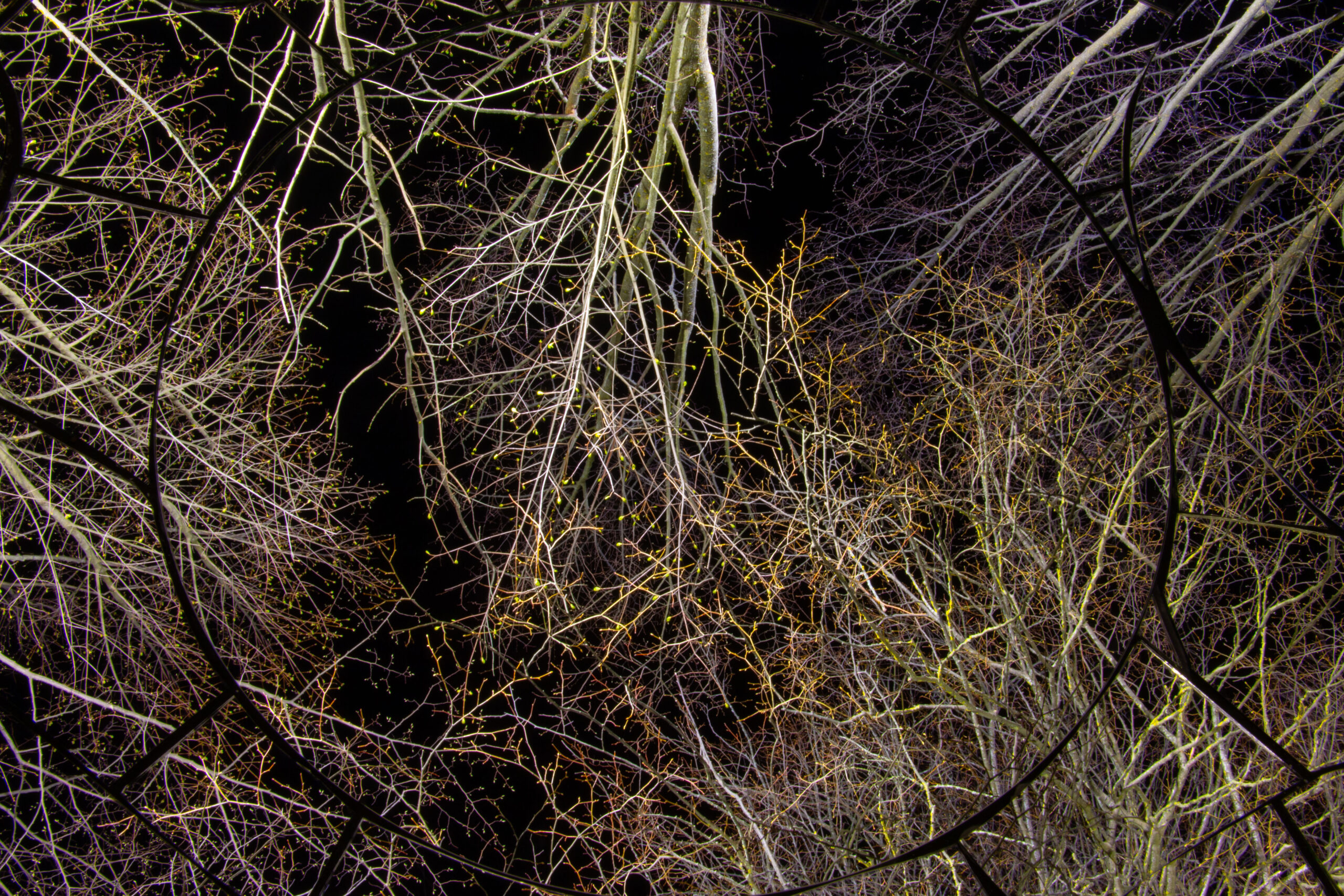 elle kannike, visual artist