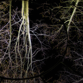 elle kannike, visual artist