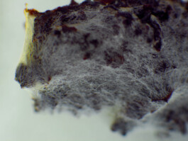 elle kannike, visual artist