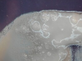 elle kannike, visual artist