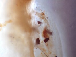 elle kannike, visual artist