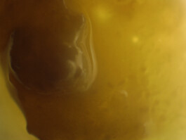 elle kannike, visual artist