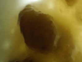 elle kannike, visual artist