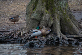 elle kannike, visual artist
