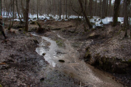 elle kannike, visual artist