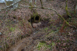 elle kannike, visual artist