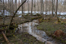 elle kannike, visual artist