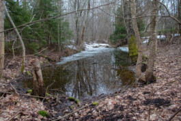 elle kannike, visual artist