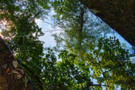 elle kannike, visual artist