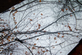 elle kannike, visual artist