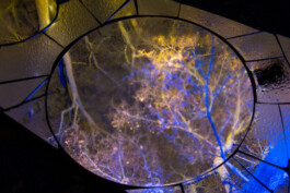 elle kannike, visual artist