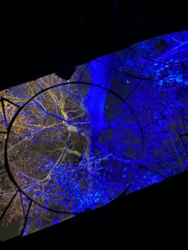 elle kannike, visual artist